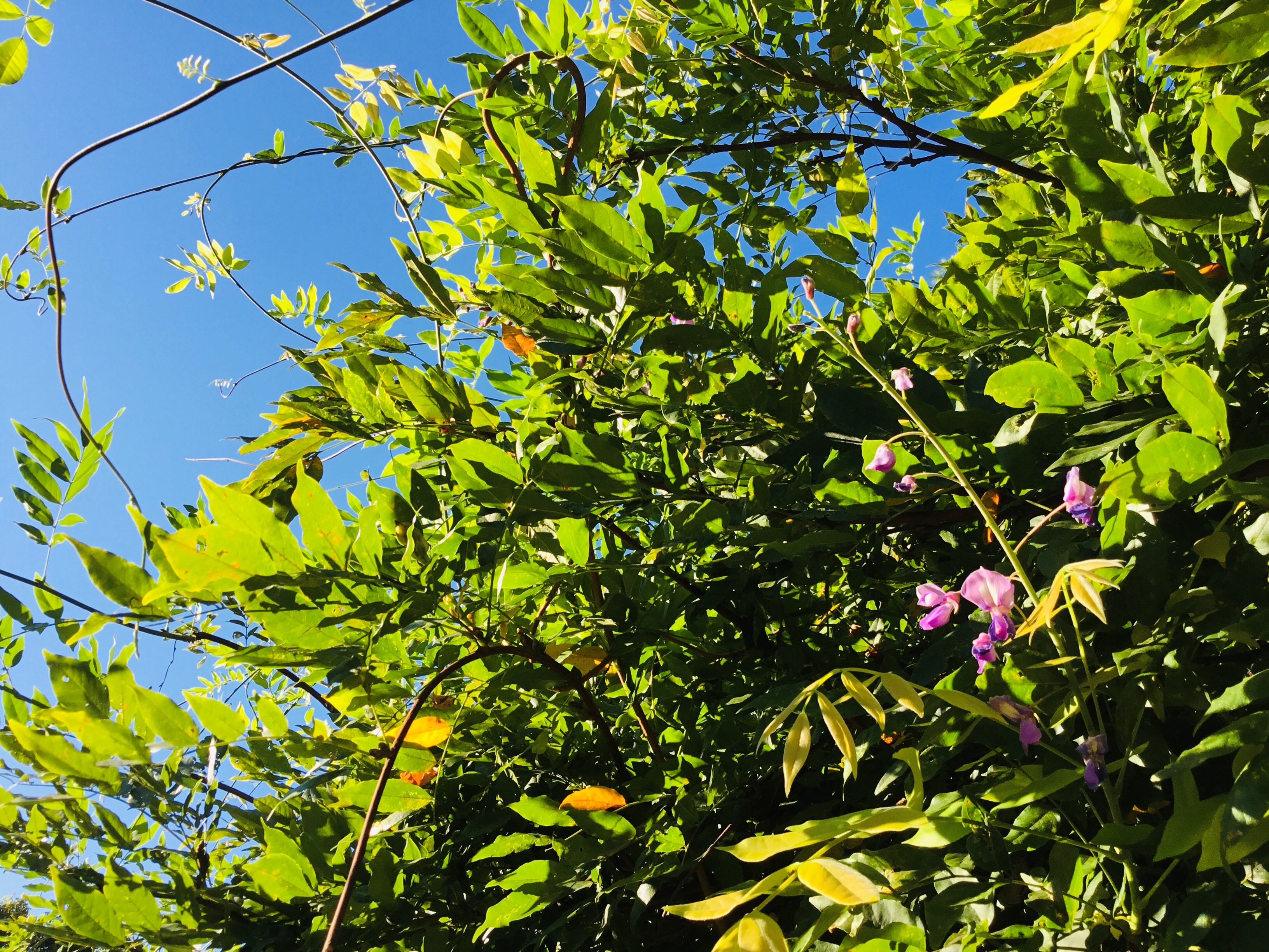 季節はずれの藤の花に、自己肯定感をみる